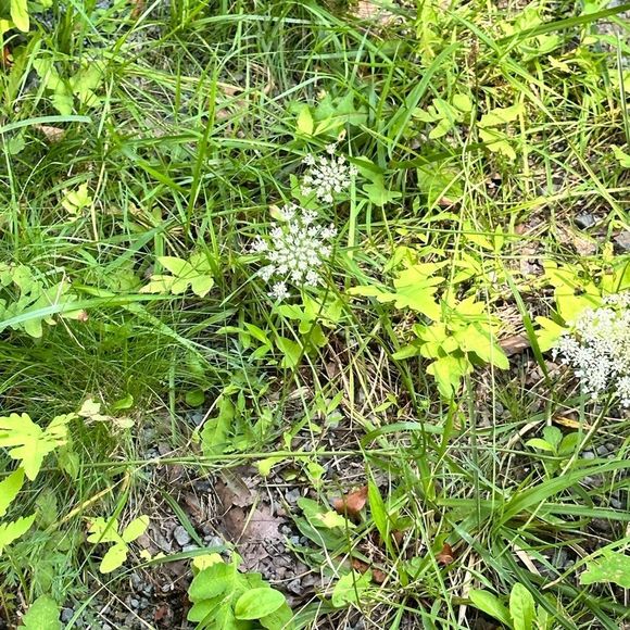 Item show for run - Picture 2 of 3